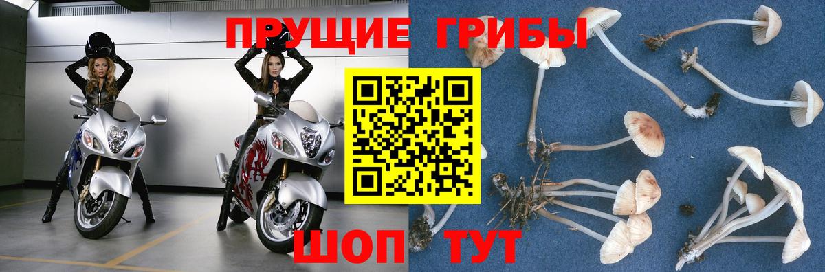 Галлюциногенные грибы Cubensis  Псилоцибиновые грибы Psilocybine cubensis  Сегежа  Вход с VPN 
